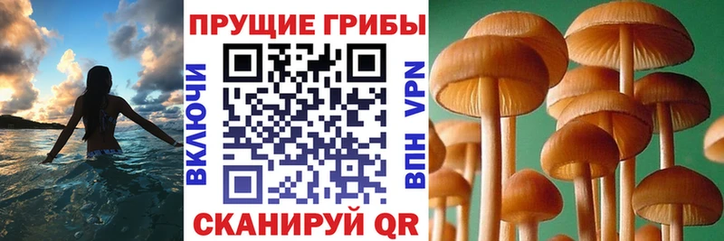 цена наркотик  Раменское  Псилоцибиновые грибы GOLDEN TEACHER 